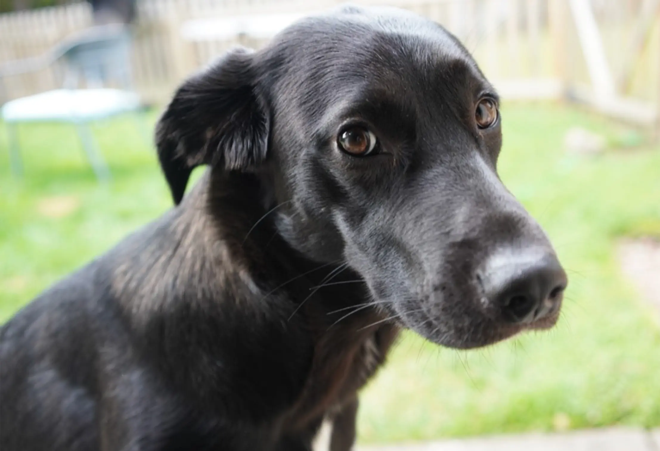 Pepper